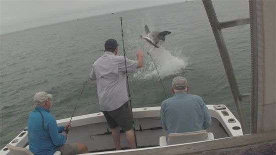 Появилось ВИДЕО с акулой, которая в красивом прыжке отобрала улов рыбаков