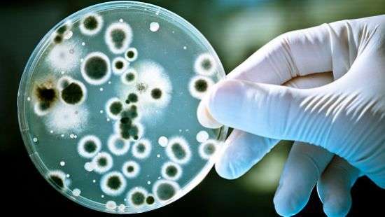 Специалисты придумали, как убить все бактерии