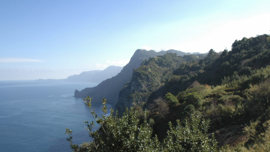 В Португалии на участников религиозного фестиваля рухнуло дерево: 11 погибших