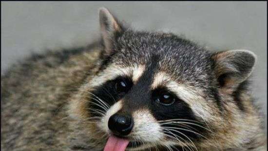 В России полицейский погиб, пытаясь добить прикладом енота