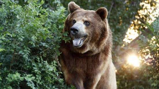 В России пьяный решил угостить медведя сгущенкой и оставлся без руки (ВИДЕО)