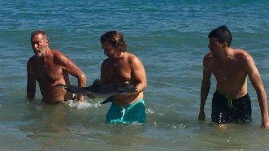 В Испании детеныш дельфина не выдержал селфи с туристами