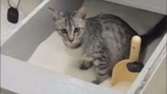 В киевском супермаркете кот использовал емкость с сахаром под лоток (ВИДЕО)