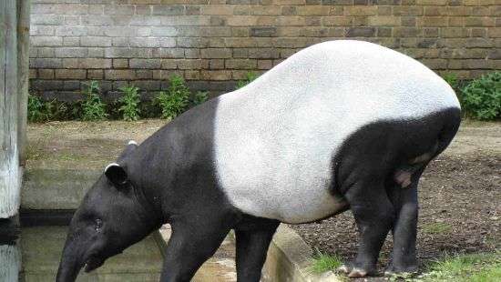 В Венесуэле начали воровать животных из зоопарка из-за голода