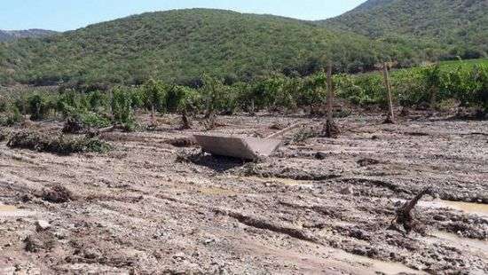 Сель уничтожил 80 га виноградников крымской «Массандры»