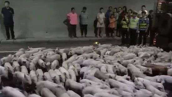 В Китае поросята перекрыли автомобильный тоннель (ВИДЕО)
