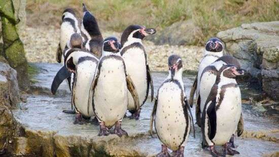 В Чили отказались от миллиардов ради редких пингвинов
