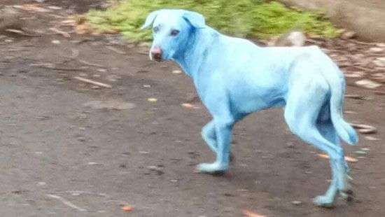 В Индии закрыли завод, который делал собак голубыми (ФОТО и ВИДЕО)