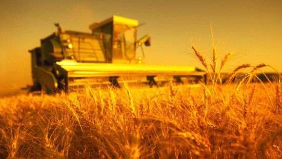 В Украине собраны рекордные урожаи