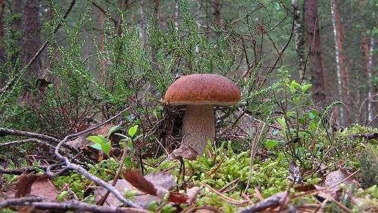 Как не отравиться грибами, рассказали специалисты