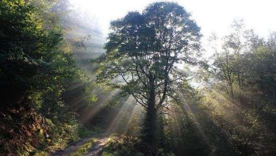 Порошенко подписал закон об ужесточении наказания за вырубку леса