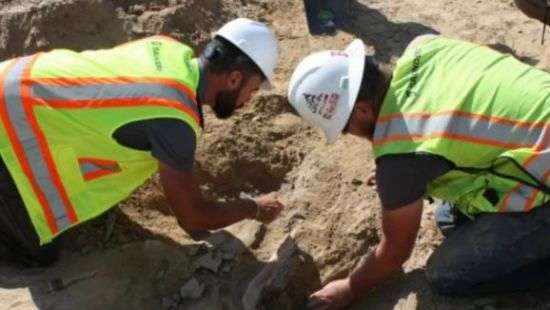 В США на стройке нашли останки динозавра, которым 66 млн лет (видео)