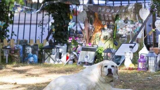 Лабрадор Джорджа Майкла продолжает ждать умершего хозяина