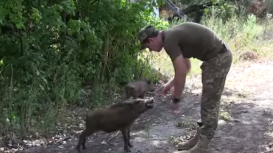 В зоне АТО начали патрулировать боевые свиньи (видео)