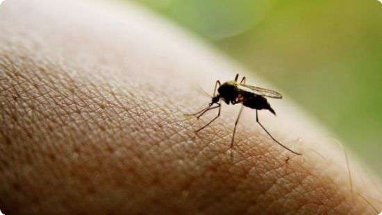 Twitter заблокировал аккаунт японца за угрозы комару