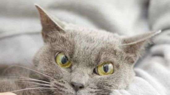 Соцсети покорил японский кот-злюка (ФОТО)