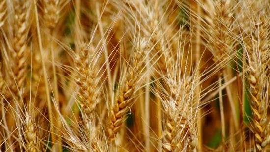 Украину с египетского рынка пшеницы может вытеснить Россия