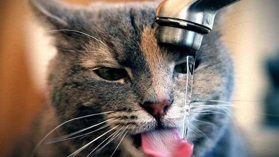 Специалисты нашли чудо-средство от похмелья