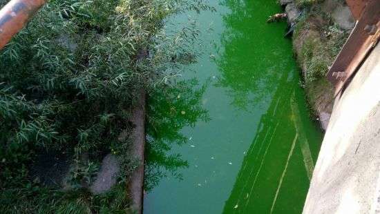 В Киеве вандалы окрасили воду в реке Лыбедь в зеленый цвет (ВИДЕО)
