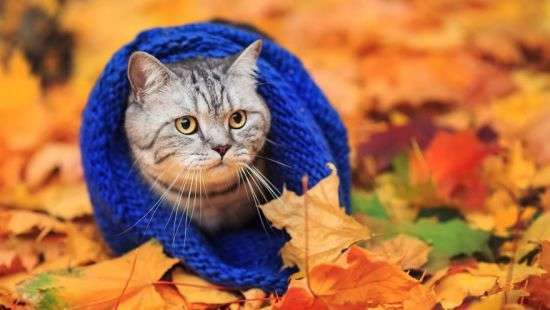 Стало известно, когда в Украине по-настоящему похолодает