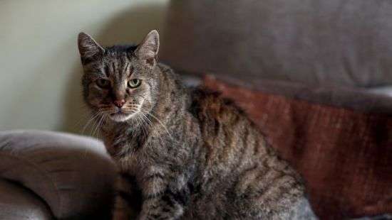 В Великобритании умер самый старый кот в мире (ФОТО)