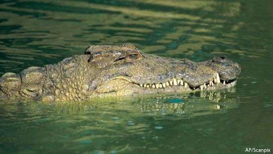 В Индонезии проводивший обряд шаман стал жертвой крокодила (видео)