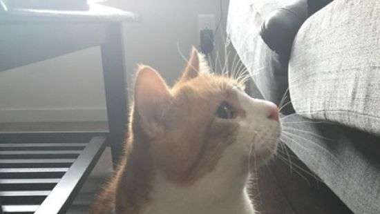 Соцсети удивили аномально большие пальцы лап кота (ФОТО)