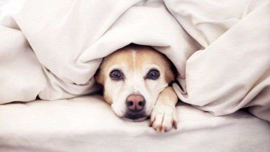 Почему нельзя спать с животными в одной кровати, рассказали специалисты