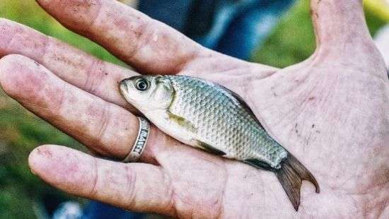 В Мексике вместе с дождем с неба сыпалась рыба (видео)