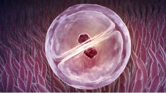 В Китае провели первую в мире «химическую хирургию» на эмбрионах