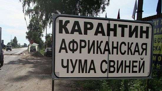 Вирус африканской чумы нашли в Харьковской области