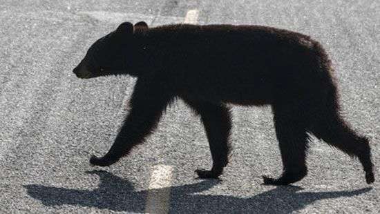В США три человека погибли в столкновении с медведем