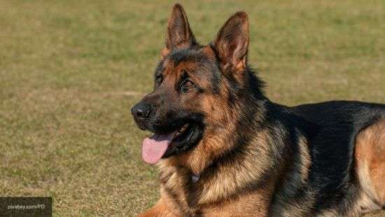 В Канаде полицейский пес открыл стрельбу, преследуя грабителей