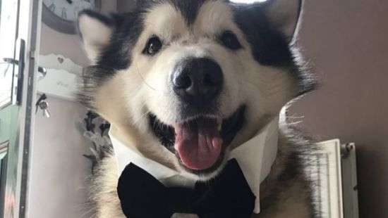 Пес в бабочке стал звездой Tinder (ФОТО)