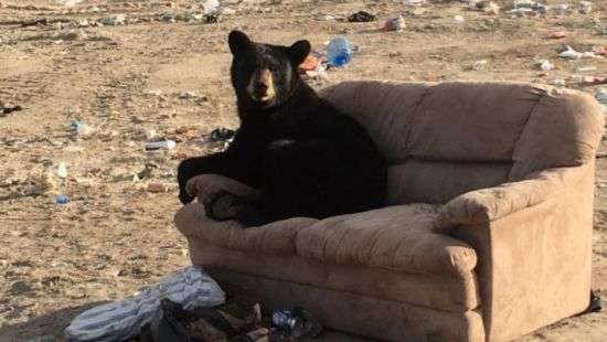 Интернет покорил медведь, отдыхающий на свалке (ФОТО)