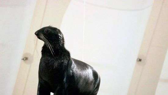 В российском дельфинарии морской котик задержал хулигана