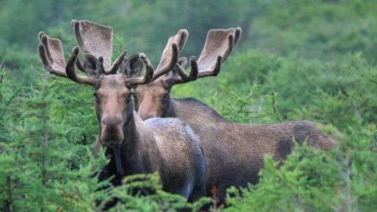 Охотникам сняли запрет на отстрел лосей
