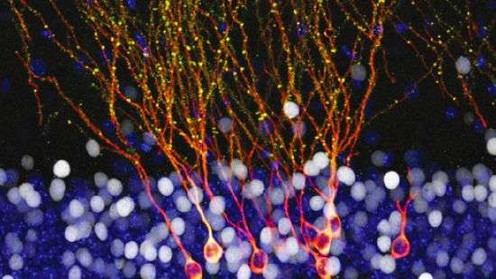 Нейросеть произведет революцию в сельском хозяйстве