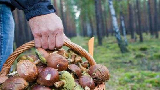 Во Львове первая жертва холодов: грибник насмерть замерз в лесу