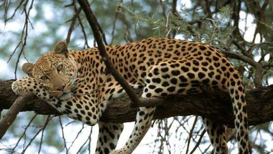 В Индии леопард остановил работу автозавода