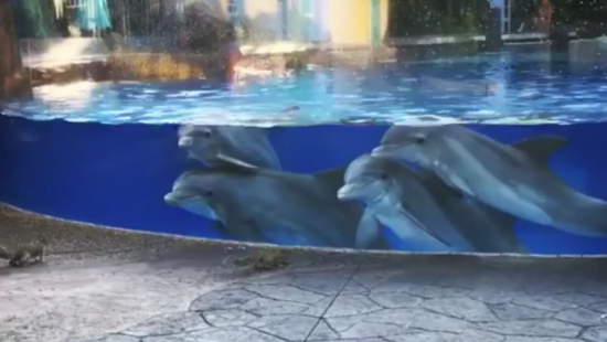 В американском океанариуме белки заворожили дельфинов (ВИДЕО)