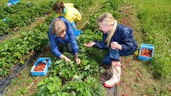 Украинцы захватывают лидерство среди получателей вида на жительство в ЕС