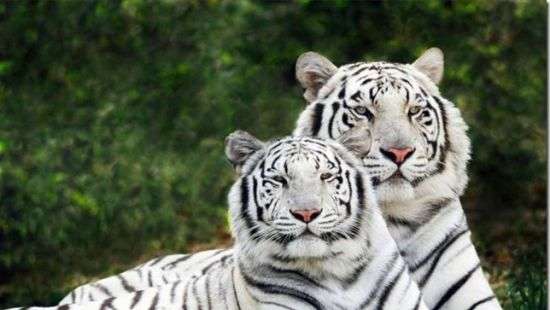 В Индии тигры загрызли смотрителя зоопарка