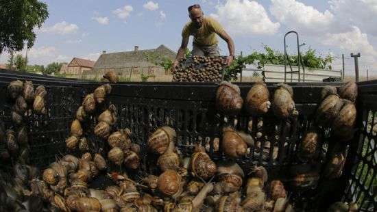 Украина наращивает экспорт улиток