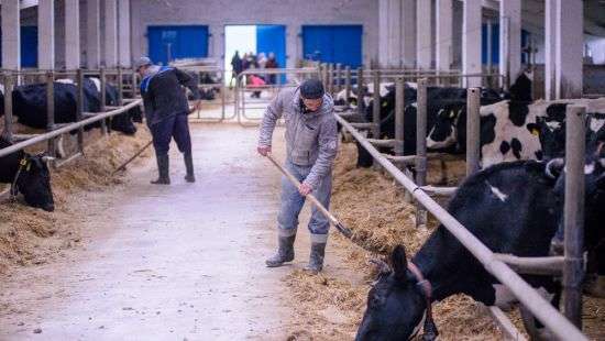 В Беларуси откроют колхоз «строгого режима»