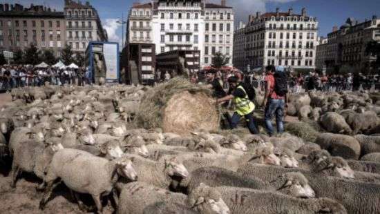 В Лионе во время протеста активисты вывели на центральную площадь 1500 овец