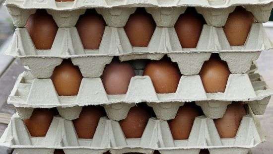 Украина активно наращивает экспорт яиц
