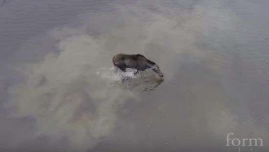 Дрон снял редкий кадр атаки лося волком (ВИДЕО)