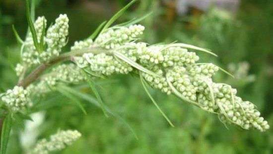 Специалисты нашли растение, которое убивает 98% раковых клеток