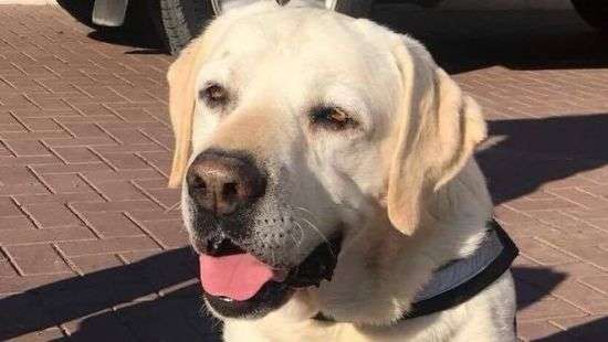 Одесская полиция отпраздновала юбилей лабрадора Васи